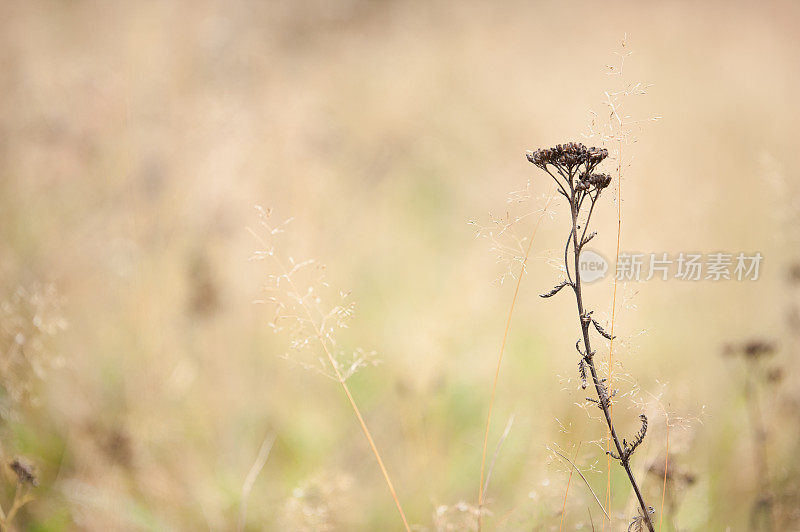 秋草和蓍草(Achillea milllefolium)